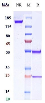Complement C5 Reference Antibody (crovalimab)
