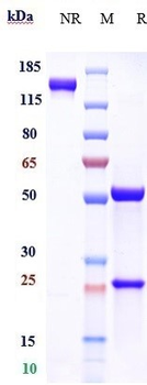 Clusterin Reference Antibody (AB-16B5)