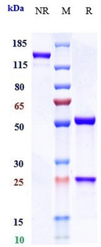 CLDN6 Reference Antibody (IM-302)