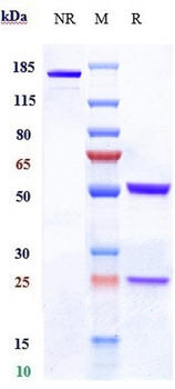 CLDN6 Reference Antibody (64A)