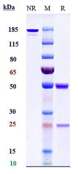 CHI3L1 Reference Antibody