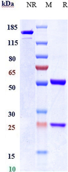 CEACAM6 / CD66c Reference Antibody (NEO-201)