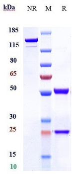 CD7 Reference Antibody