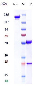 CD69 Reference Antibody