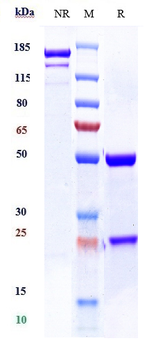 CD59 Reference Antibody