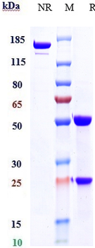 CD52 Reference Antibody (alemtuzumab)