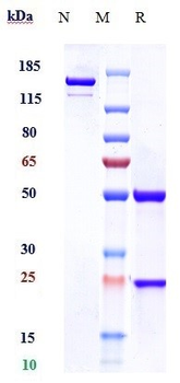 CD5 Reference Antibody