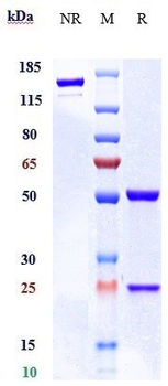 CD48 Reference Antibody