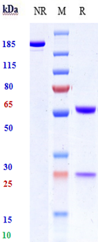CD19 Reference Antibody (Immunomedics hA19)