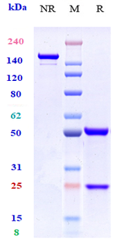 CCR7 / CD197 Reference Antibody (R707)