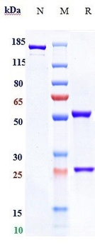 CAPRIN1 Reference Antibody