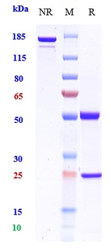 BST2 / CD317 Reference Antibody