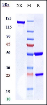 Bcl-2 Reference Antibody