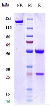 B7-H6 / NCR3LG1 Reference Antibody