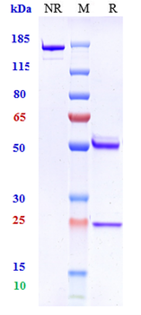 Amyloid Beta Reference Antibody