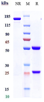 Amyloid Beta Reference Antibody