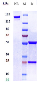 Amyloid Beta Reference Antibody