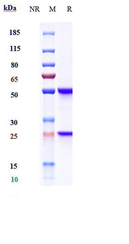 Amyloid Beta Reference Antibody (Merck Amyloid beta 19.3)