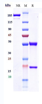 Amyloid Beta Reference Antibody