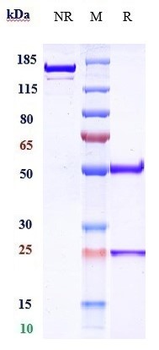 Amyloid Beta Reference Antibody (CSIRO amyloid Beta scFv)