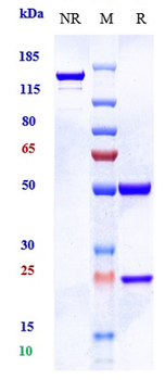 AMHR2 Reference Antibody (murlentamab-MMAE)