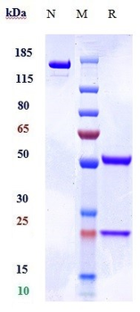 AGER / RAGE Reference Antibody (XT-M4)