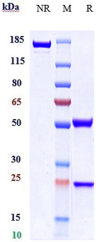 ACVR2A Reference Antibody (Ab-14E1)