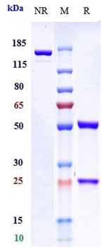 Abm Reference Antibody ( IgG4+Kappa Isotype Control)