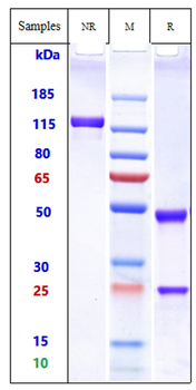 Abm Reference Antibody ( IgG1+Kappa Isotype Control)