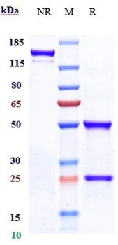 ABCB5 Reference Antibody