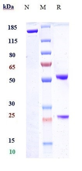 Syndecan-1 / CD138 Reference Antibody (indatuximab)