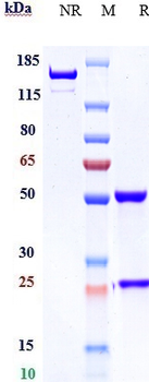 NCAM1 / CD56 Reference Antibody (lorvotuzumab)