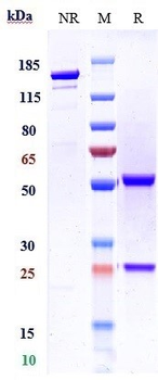 Histone H1 Reference Antibody (derlotuximab)