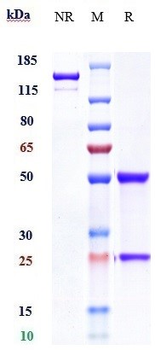 MUC16 Reference Antibody (sofituzumab)