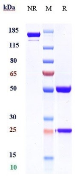 MER / MERTK Reference Antibody (RGX-019)