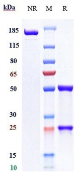 CD19 Reference Antibody (coltuximab)
