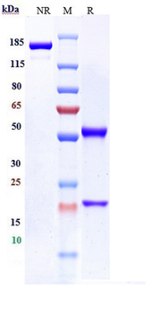 B7-H3 / CD276 Reference Antibody (mirzotamAb)