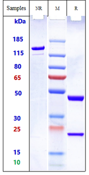 IgE (M1 prime) Reference Antibody (quilizumab)