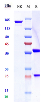 Siglec-3 / CD33 Reference Antibody (vadastuximab talirine)