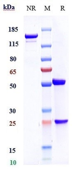 LRRC32 / TGFβ1 Reference Antibody (Livmoniplimab)