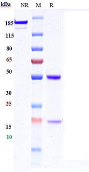 SEZ6 Reference Antibody (Abbv-011)