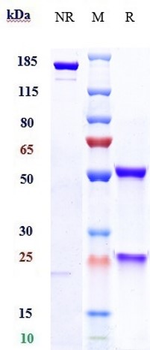 ERBB1 / EGFR / HER1 Reference Antibody (Serclutamab talirine)
