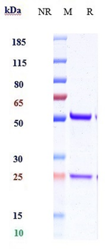 IL-18 Reference Antibody (ABT-325)