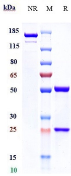 B7-H3 / CD276 Reference Antibody (Vobramitamab)