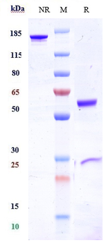 FcgR3a / CD16a Reference Antibody (AFM13)