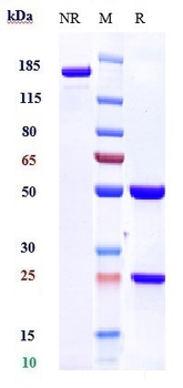 Siglec-8 Reference Antibody (lirentelimab)