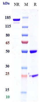 CTLA-4 / CD152 Reference Antibody (quavonlimab)
