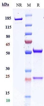 CD47 Reference Antibody (ligufalimab)