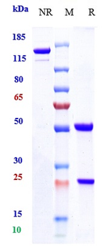 CXCL10 / IP-10 Reference Antibody (NI-0801)