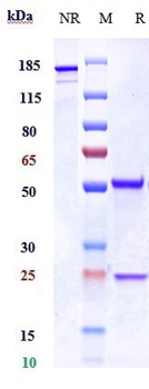 Integrin b2 / ITGB2 / CD18 Reference Antibody (erlizumab)